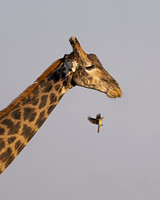 Southern Giraffe