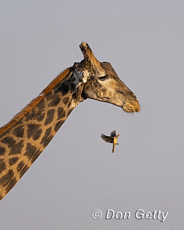 Southern Giraffe