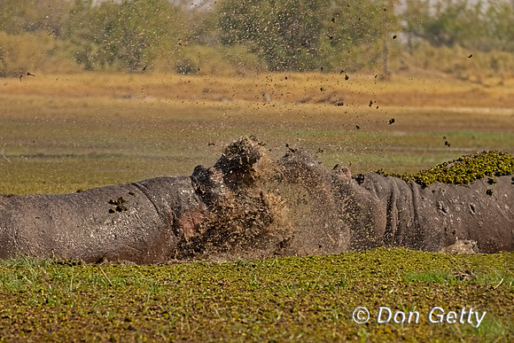 Hippopotamus