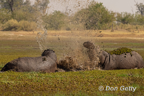 Hippopotamus