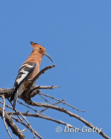 Hoopoe