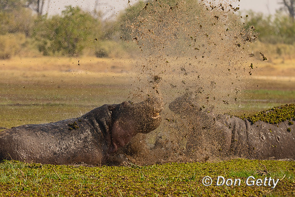 Hippopotamus