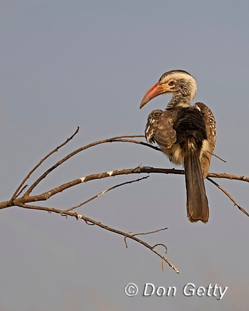 Southern Red-billed Hornbill