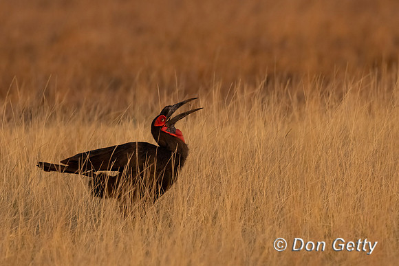 Southern Ground Hornbill