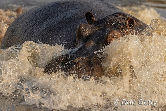 Hippopotamus