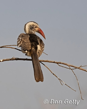Southern Red-billed Hornbill