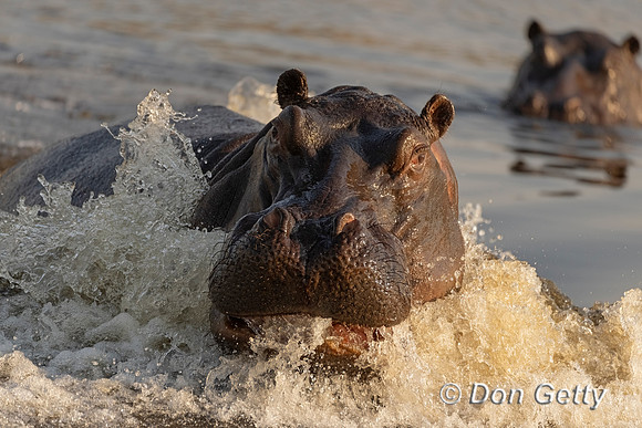 Hippopotamus