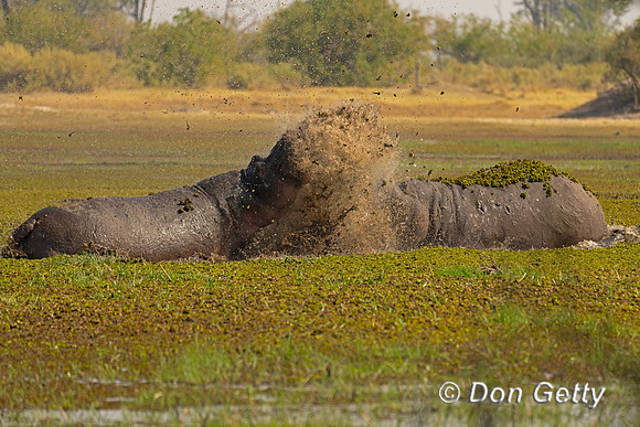 Hippopotamus