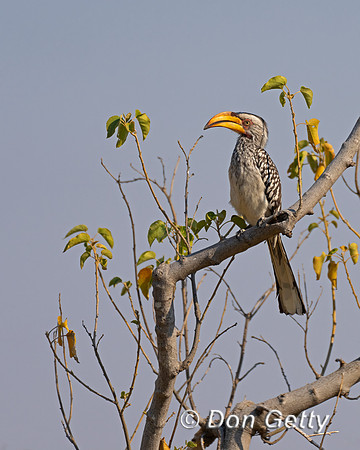 Southern Yellow-billed Hornbill
