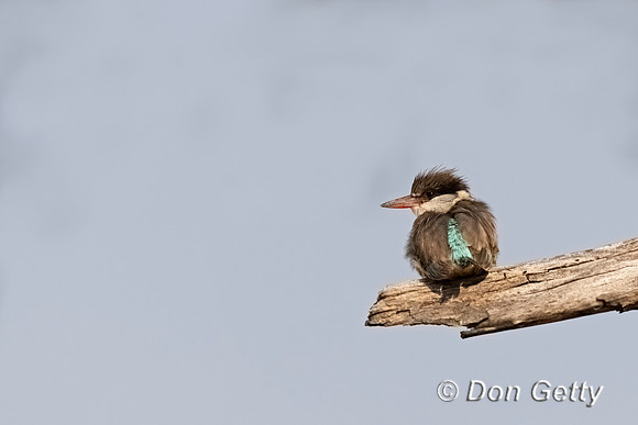 Striped Kingfisher