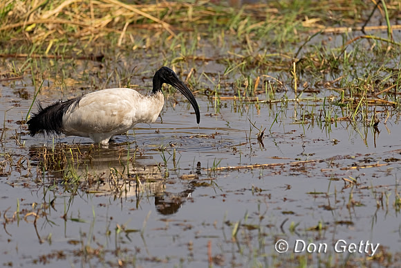 Sacred Ibis