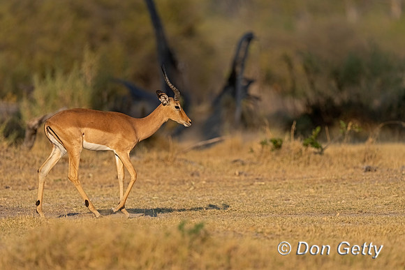 Impala
