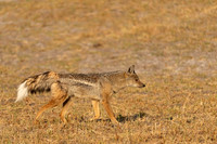 Jackal, Side-striped