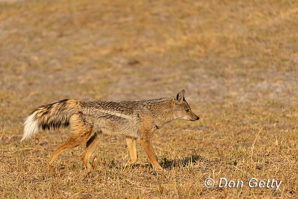 Side-striped Jackal