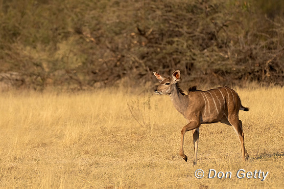 Greater Kudu