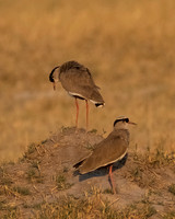 Crowned Lapwing