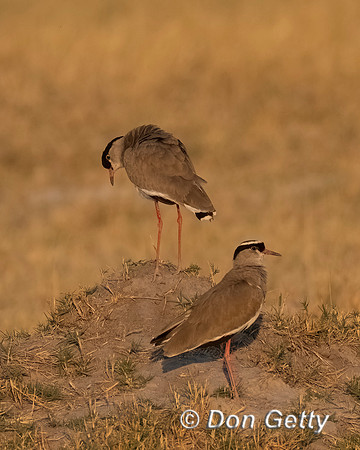 Crowned Lapwing