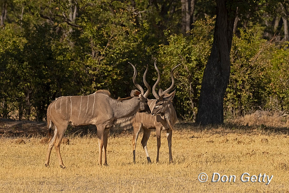 Greater Kudu