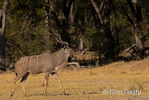 Greater Kudu