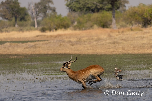 Lechwe