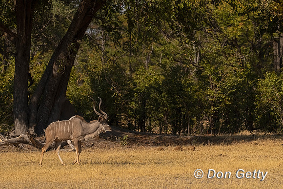 Greater Kudu