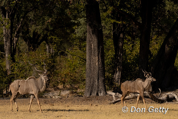 Greater Kudu