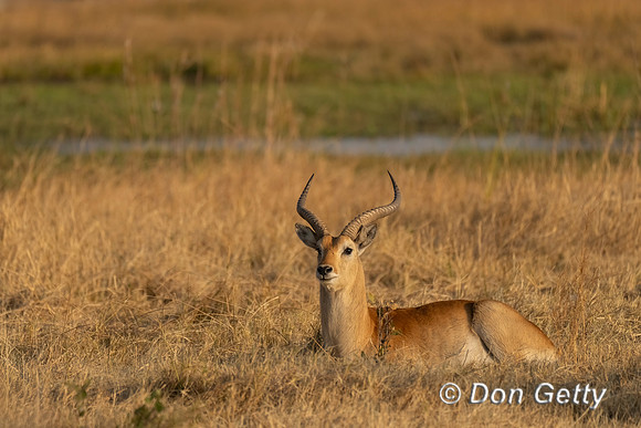 Lechwe