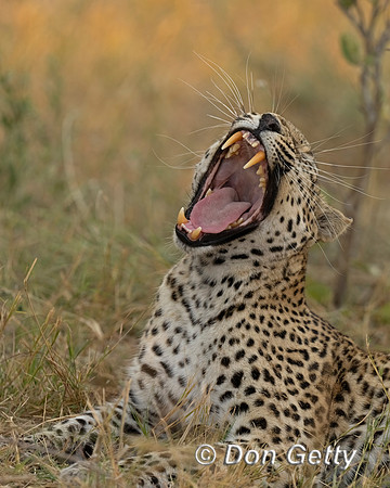 Leopard