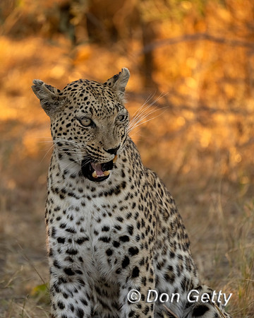 Leopard