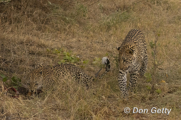 Leopard