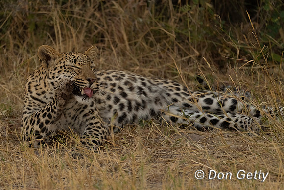 Leopard