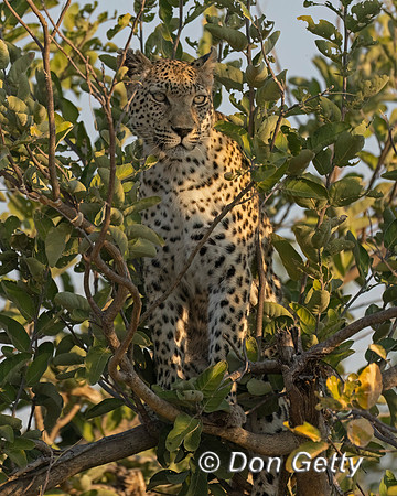 Leopard