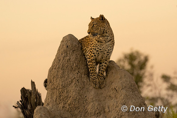 Leopard