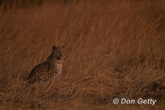 Leopard