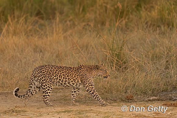 Leopard