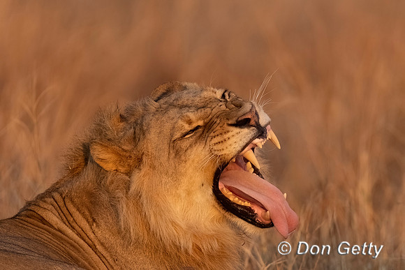 Lion