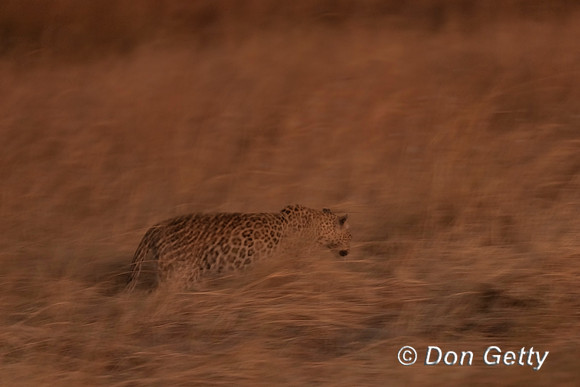 Leopard