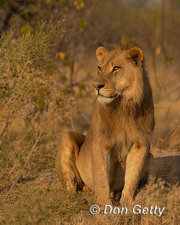 Lion