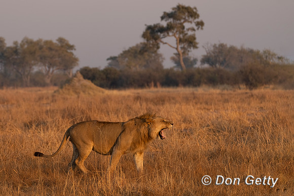 Lion