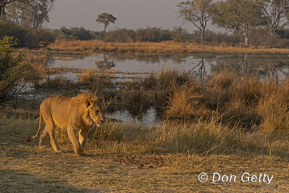 Lion