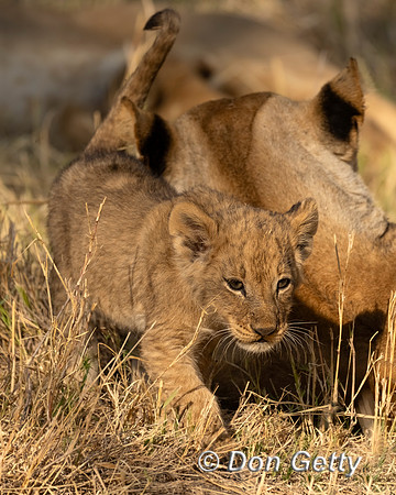 Lion Cubs