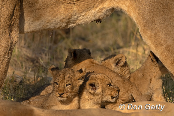 Lion Cubs