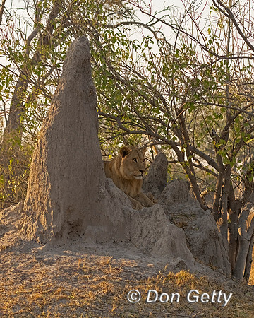 Lion