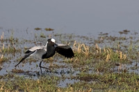 Blacksmith Lapwing