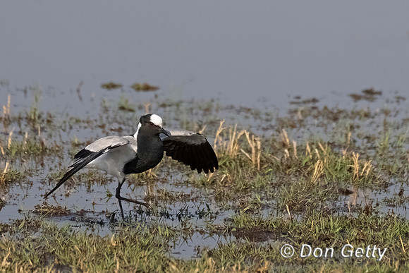 Blacksmith Lapwing