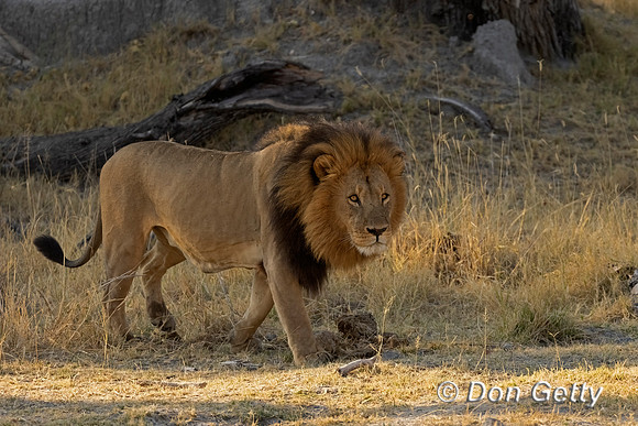 Lion