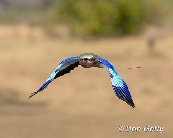 Lilac-breasted Roller