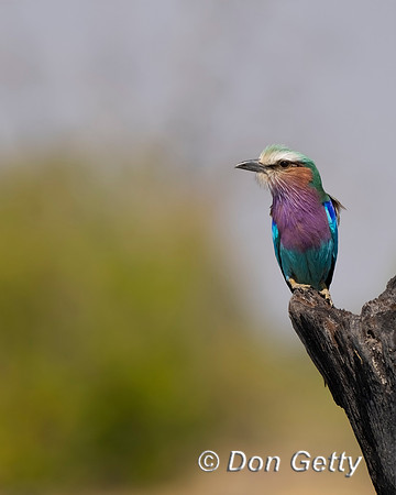 Lilac-breasted Roller