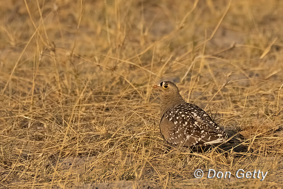 Double-banded Sandgrouse