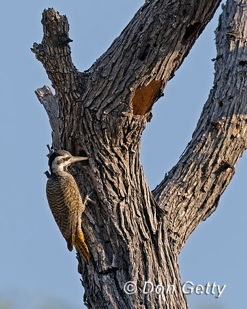 Bearded Woodpecker